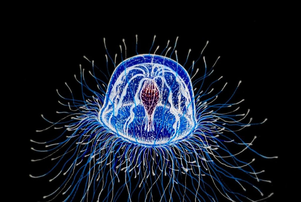 медуза Turritopsis nutricula